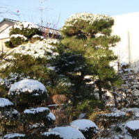 Japanese snow fallen garden